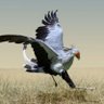🦅صقر الجديان🦅 profil fotoğrafı