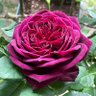 Фото профиля 🌹KUMA