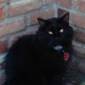 Profilbild von BigKitty1965