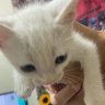 lio profil fotoğrafı