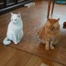 いぶき🇯🇵 的头像