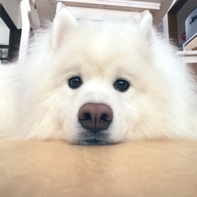 mofumofukohaku's profile picture