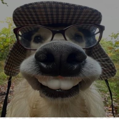 GNRival's profile picture