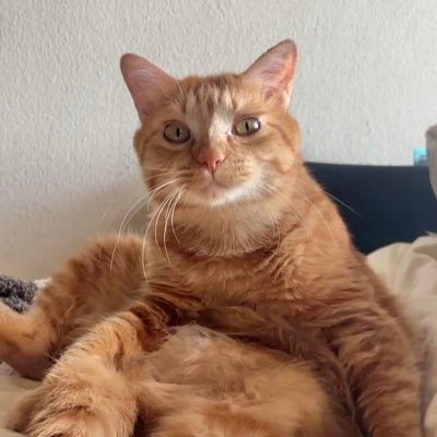 tsunablog's profile picture