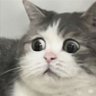 Profilbild von 𝕏