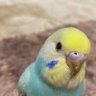 らむね's profile picture