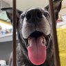 犬飼い 的头像
