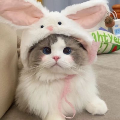 布偶猫cos墙（收妹）'s profile picture