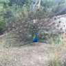 Ahme₺_k35 profil fotoğrafı