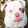 BlueBloodBulldog 的头像
