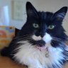 MAGACatMuse profil fotoğrafı