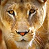 Meri Meroula 的头像