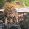 Wolfpup 的头像