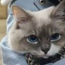 yingying profil fotoğrafı