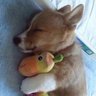 Фото профиля animals for happiness 🥰
