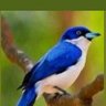 الشمالي الهلالي💙's profile picture