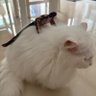 ahuang profil fotoğrafı