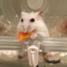 Profilbild von はむちゃん's account_2nd
