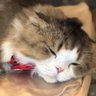 Nini profil fotoğrafı