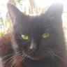 おおむらじ profil fotoğrafı