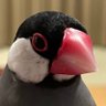 Profilbild von ぶんちょ🐧🐧🐧