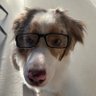 HippoBottom's profile picture