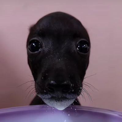 susu_pina's profile picture