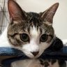 猫好き 的头像