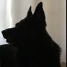 Sonny Shepherd's profile picture