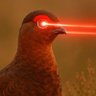 Profilbild von The Red Grouse