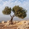 LevantComments's profile picture