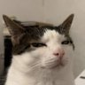 Rohit's profile picture