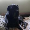Ghostdawg's profile picture