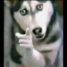 ShenkoYas's profile picture