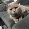 AylakAdam's profile picture