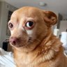 Dove's profile picture
