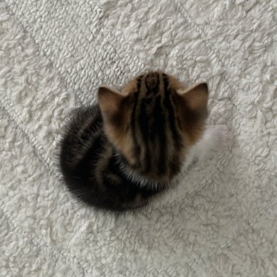 küçük boklar's profile picture