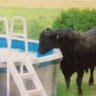 country living's profile picture