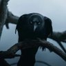 𝔐𝔶𝔰𝔱𝔦𝔠𝔞𝔩 -Morgana 🐾🐈⬛ Iolanda 🐦⬛🐾 的头像