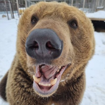 BearyDales's profile picture