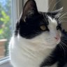 八千ワレ profil fotoğrafı