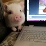 すごいね profil fotoğrafı