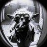 Falk profil fotoğrafı