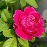 Фото профиля vijhmohit