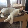 みーたん 的头像