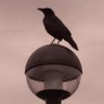Profilbild von 白昼夢と雷鳴