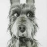Hayden Simpson's profile picture