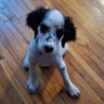 Pickled Tink's profile picture