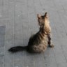 ن الدوسري. profil fotoğrafı