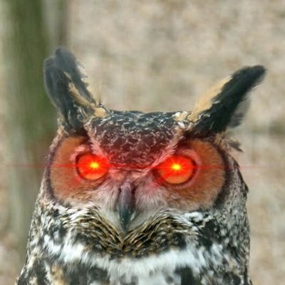 WesternIndepen1's profile picture